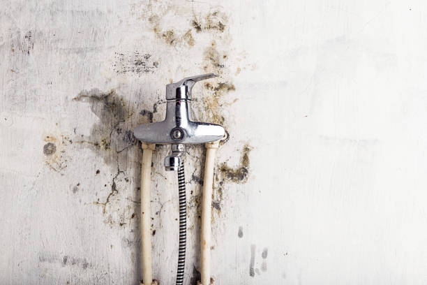 Reliable Springville, NY Mold Removal Solutions