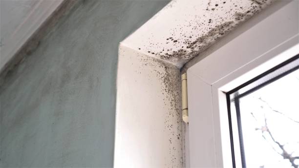 Best Same-Day Mold Removal  in Springville, NY