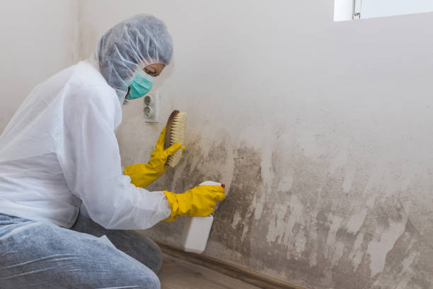 Best Emergency Mold Removal  in Springville, NY