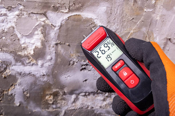 Best Local Mold Removal Service  in Springville, NY