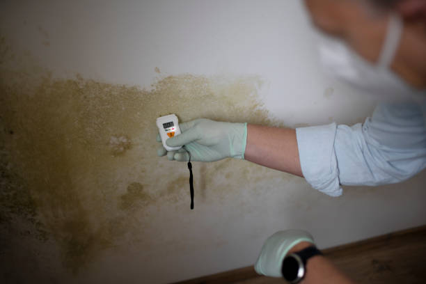 Best Crawl Space Mold Removal  in Springville, NY