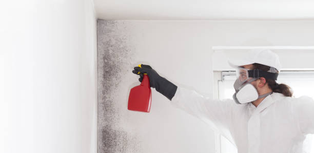 Best Mold Removal Near Me  in Springville, NY