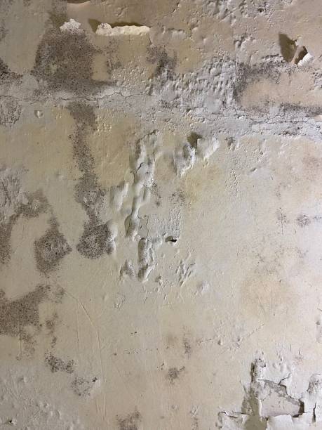 Best Local Mold Removal Service  in Springville, NY