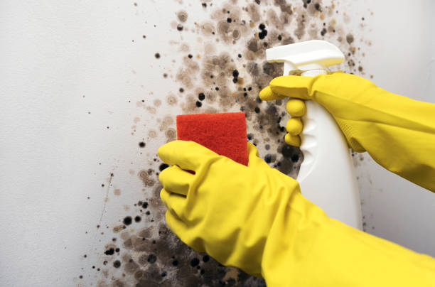 Best Mold Damage Repair  in Springville, NY
