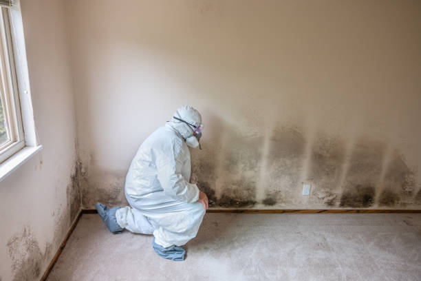 Best Mold Remediation Services  in Springville, NY
