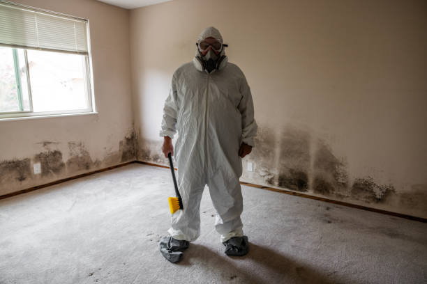 Best Home Mold Removal  in Springville, NY