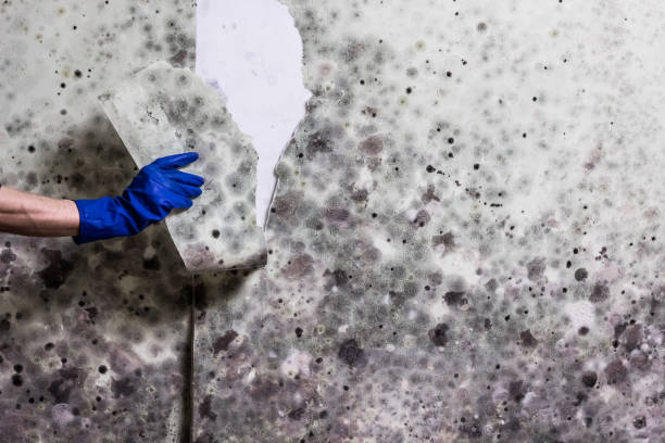 Best Mold Remediation Experts  in Springville, NY