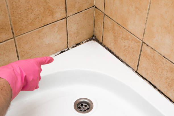 Best Mold Testing  in Springville, NY