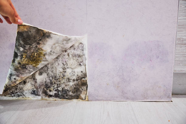 Best Commercial Mold Removal  in Springville, NY